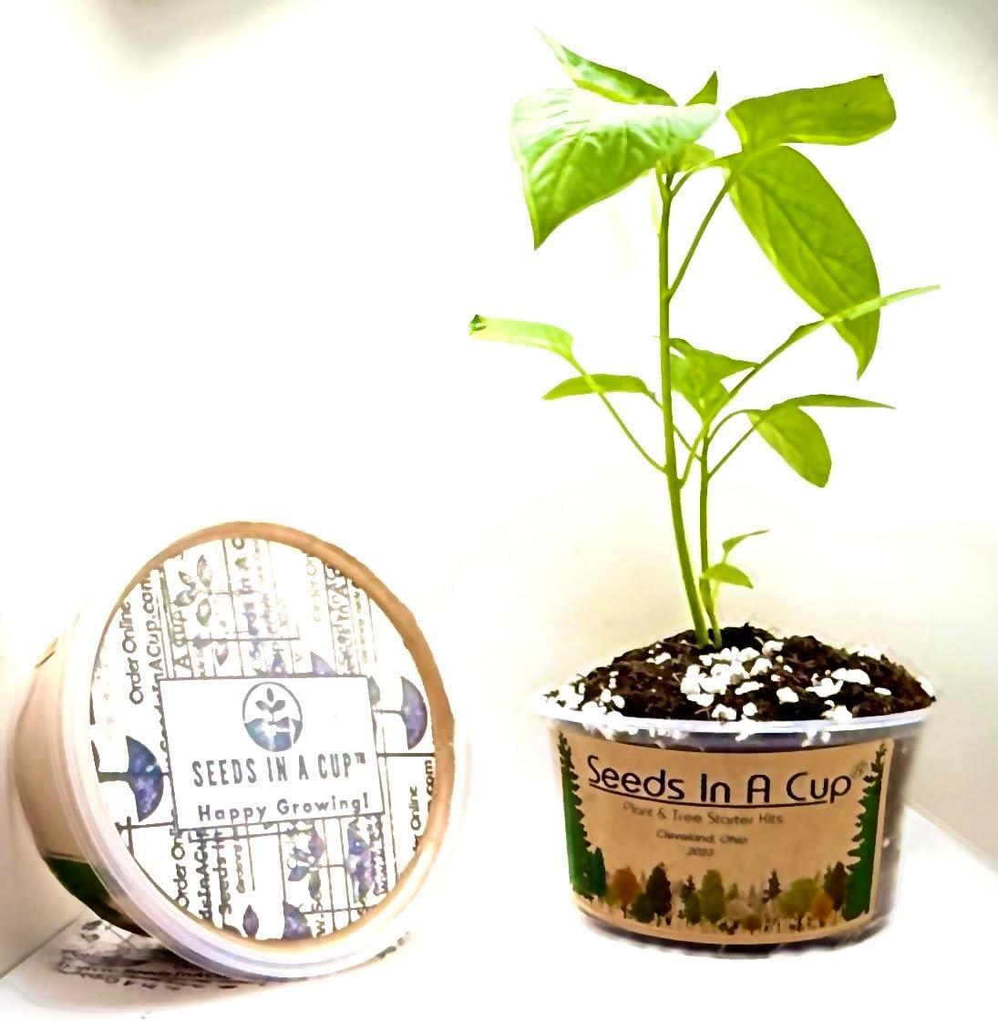 Seeds in a Cup Tree Starter Kit with Premium Soil
