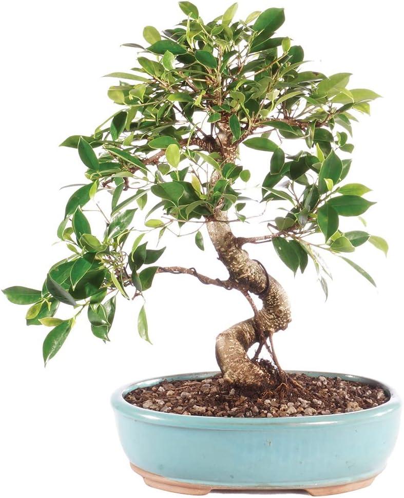 Golden Gate Ficus Bonsai in Assorted Clay Container