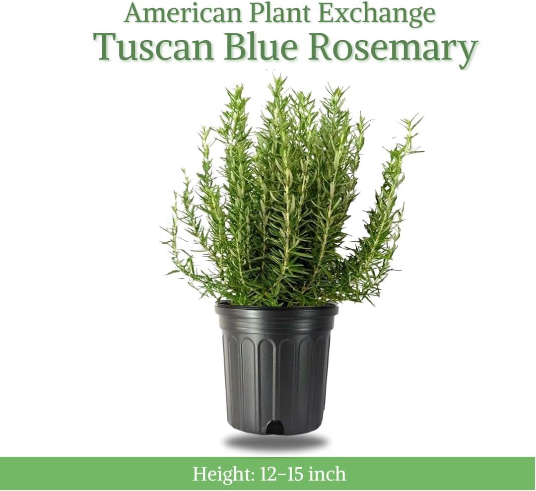 American Plant Exchange American Plant Exchange Rosemary Tuscan Blue, 6-Inch Pot , Live Fragrant Houseplant, Aeromatic Cooking Spice for Home and Garden