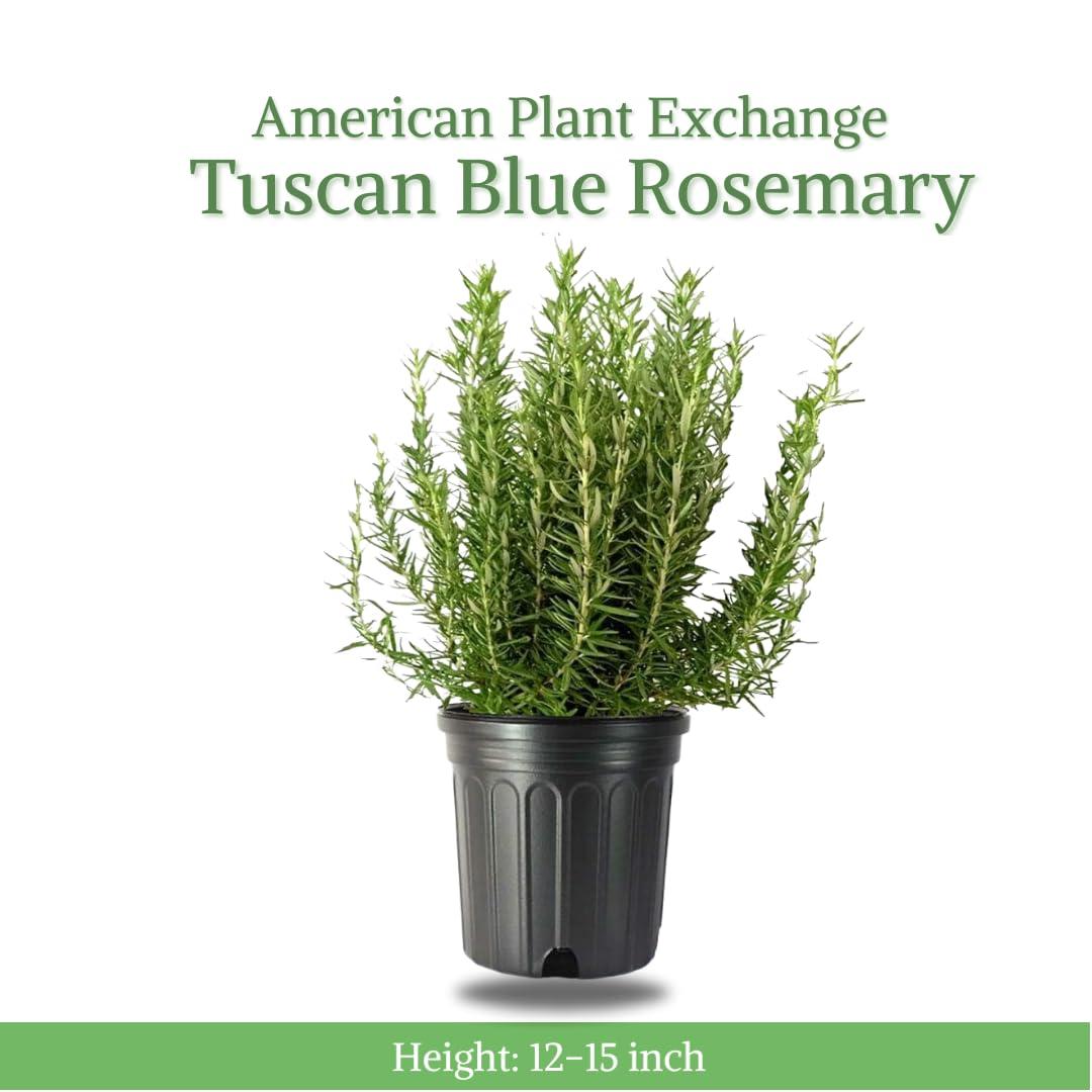 American Plant Exchange American Plant Exchange Rosemary Tuscan Blue, 6-Inch Pot , Live Fragrant Houseplant, Aeromatic Cooking Spice for Home and Garden