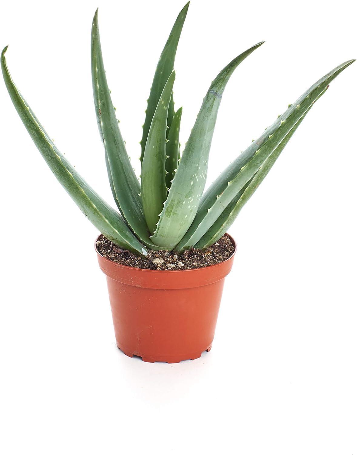 Home Botanicals 4" Aloe Vera Plant (3)