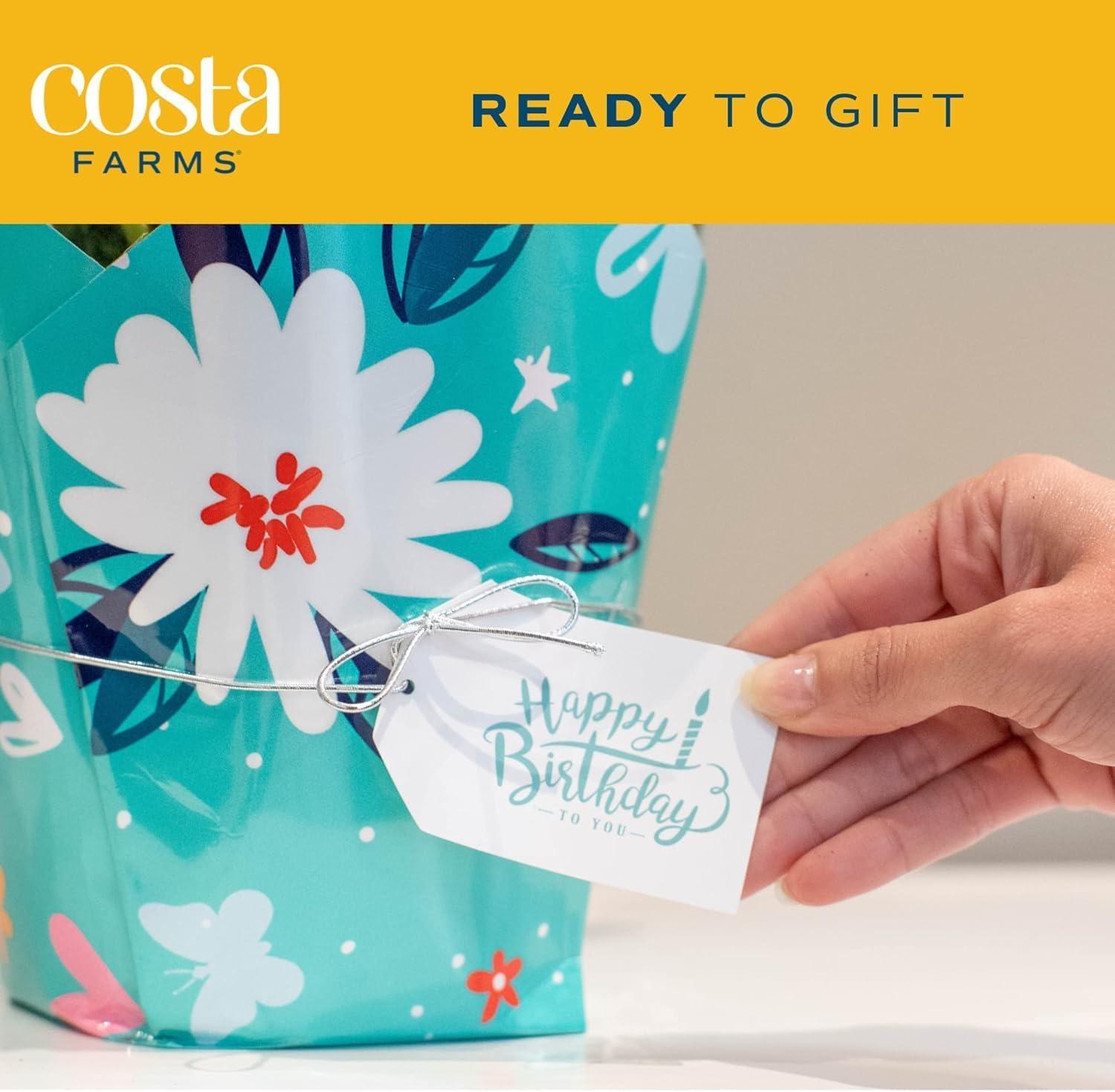 Costa Farms 12" Tall Dieffenbachia, Bright Indirect Sunlight, Indoor Live House Plants, Grow Pot