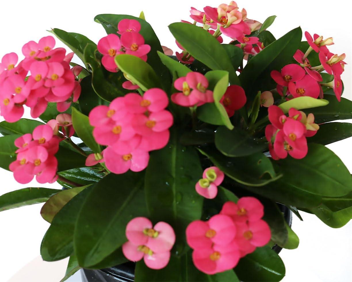 American Plant Exchange Live Evergreen Crown of Thorns, 6-inch pot, Red, Pink or Yellow