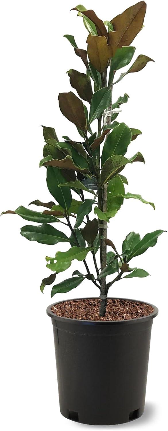 Bracken Brown Beauty Magnolia Tree in 3-Gallon Pot