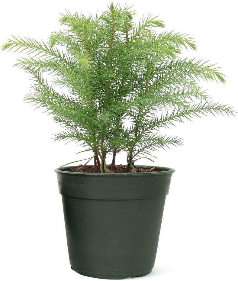 American Plant Exchange Norfolk Island Pine Tree, Pot, Tropical Evergreen