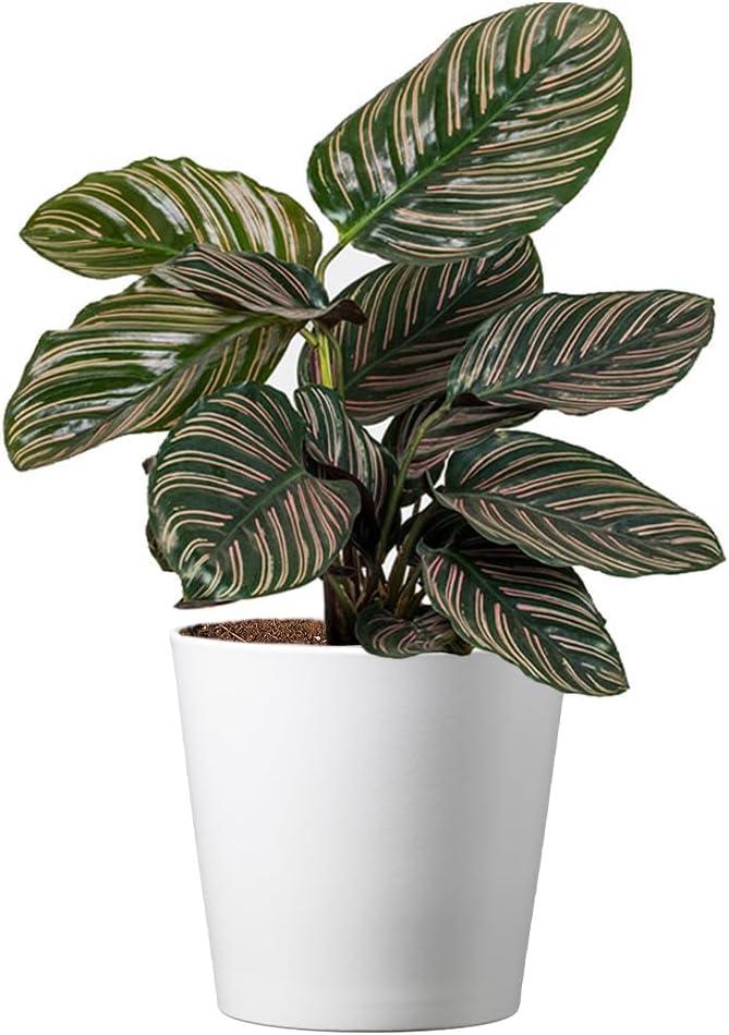 Calathea Ornata Pinstripe Indoor Air-Purifying Plant in White Pot