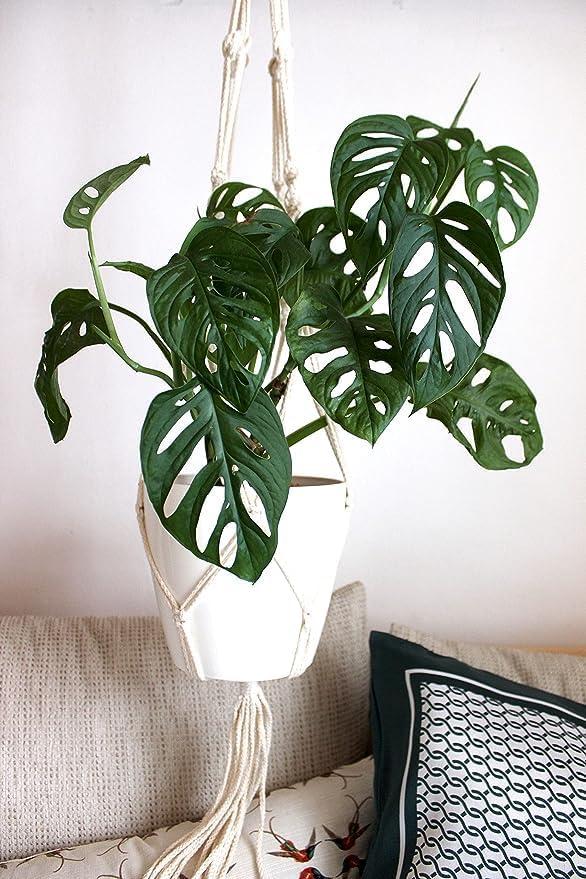 American Plant Exchange Monstera Adansonii Swiss Cheese, 4-Inch Pot, Live Vining Houseplant