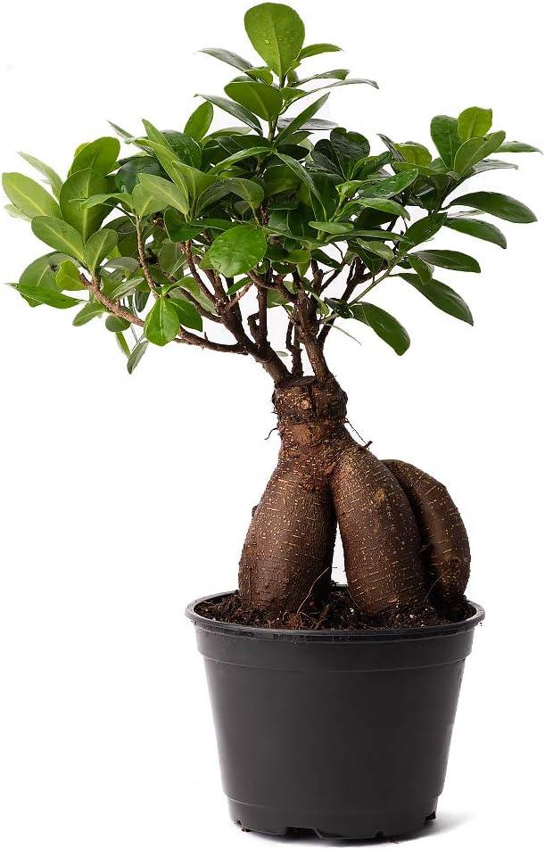 Ginseng Ficus Bonsai Tree in Black Pot, 10 Inches Tall