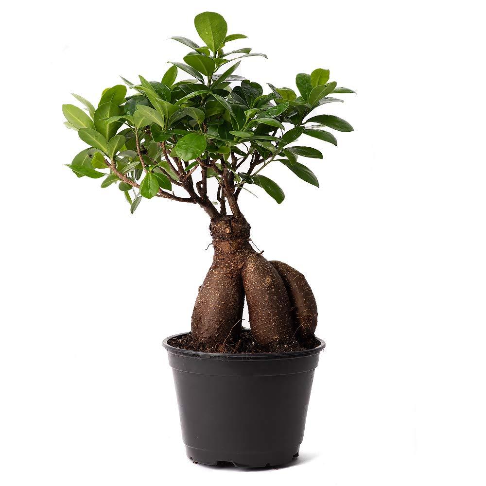American Plant Exchange Ginseng Ficus Bonsai Tree, Exotic Live Plant, 6-Inch Pot, Perect for Home and Office