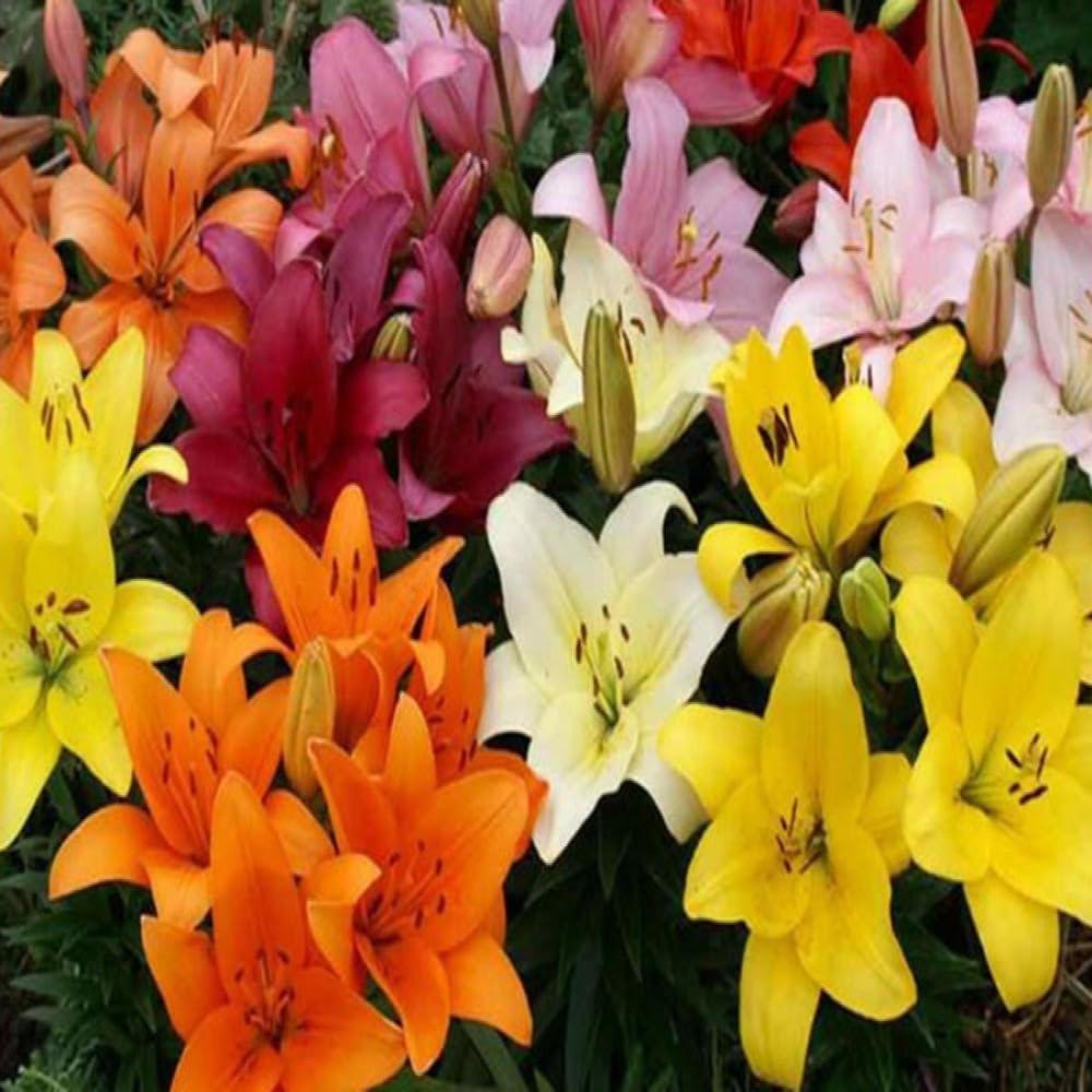 Touch of ECO Lilium Oohs and Aahs - Colorful Mix of Yellow, Red, Pink, Orange Lily Flowers - 10 Bulbs - Attracts Butterflies, Bees & Hummingbirds
