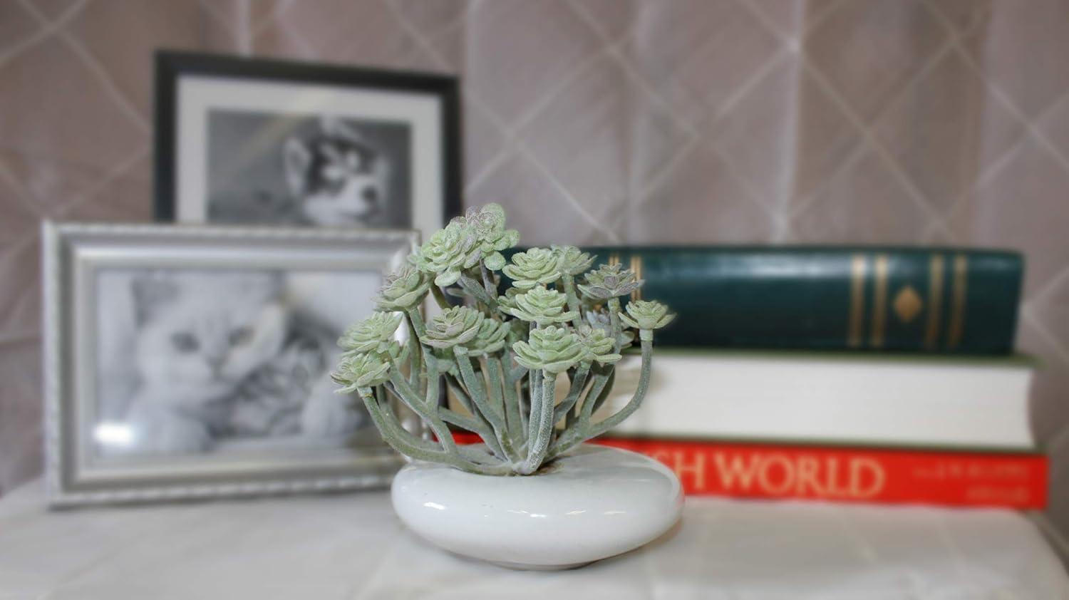 Chic 6'' Green Aeonium Tabletop Succulent in White Ceramic Pot