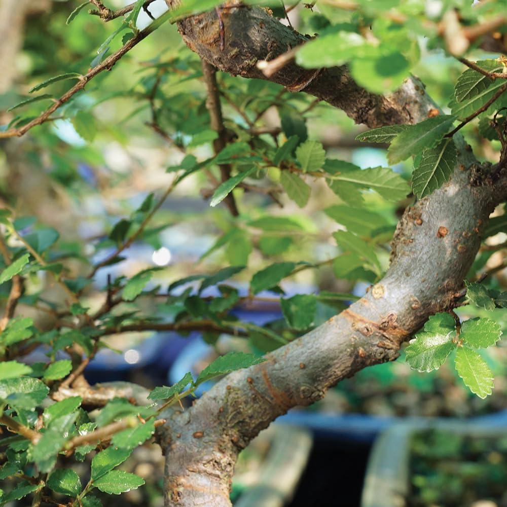 Evergreen Chinese Elm Bonsai - 22" Height Indoor/Outdoor