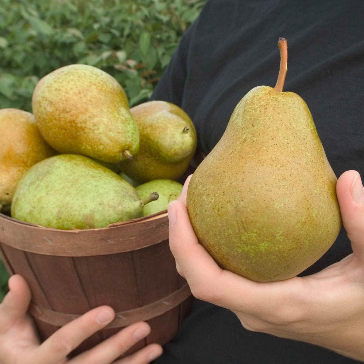 Ambrosia Semi-Dwarf Pear Tree with Golden-Brown Fruit