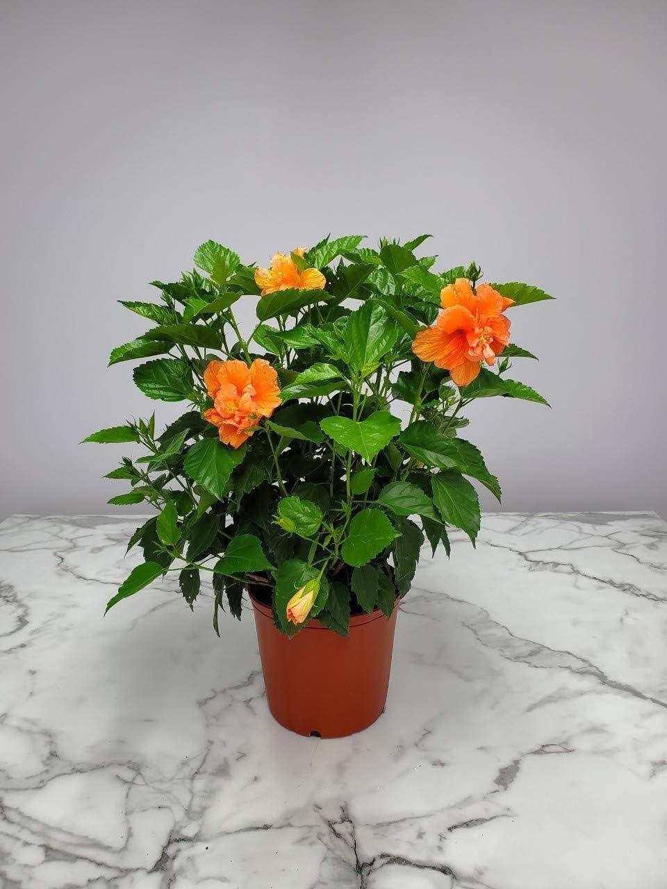 Tropical Plants of Florida 26" to 28" Double Peach Hibiscus Bush; Flowering Plant, Full Sunlight