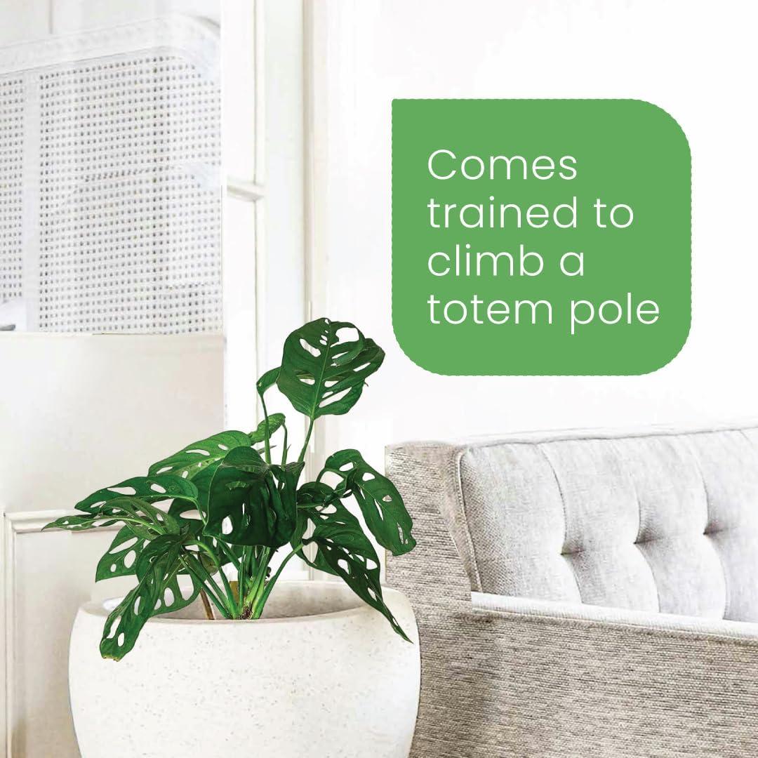 American Plant Exchange Monstera Adansonii Swiss Cheese Hanging Basket Live Plant, 2 Gallon Pot