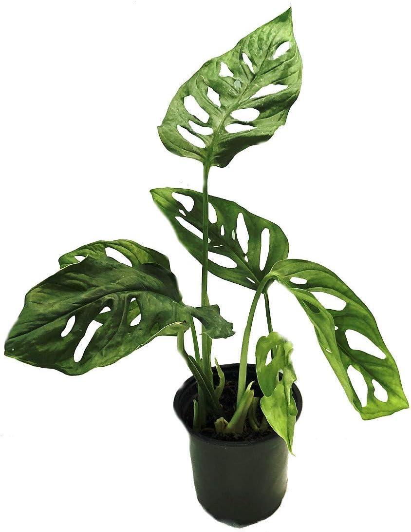 Monstera Adansonii Indoor Plant in 4" Black Pot