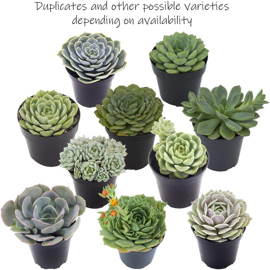 Altman Plants Live Succulent Plants 4-Pack, Echeveria Succulents Plants - Full Sun - 2.5-Inch Pots