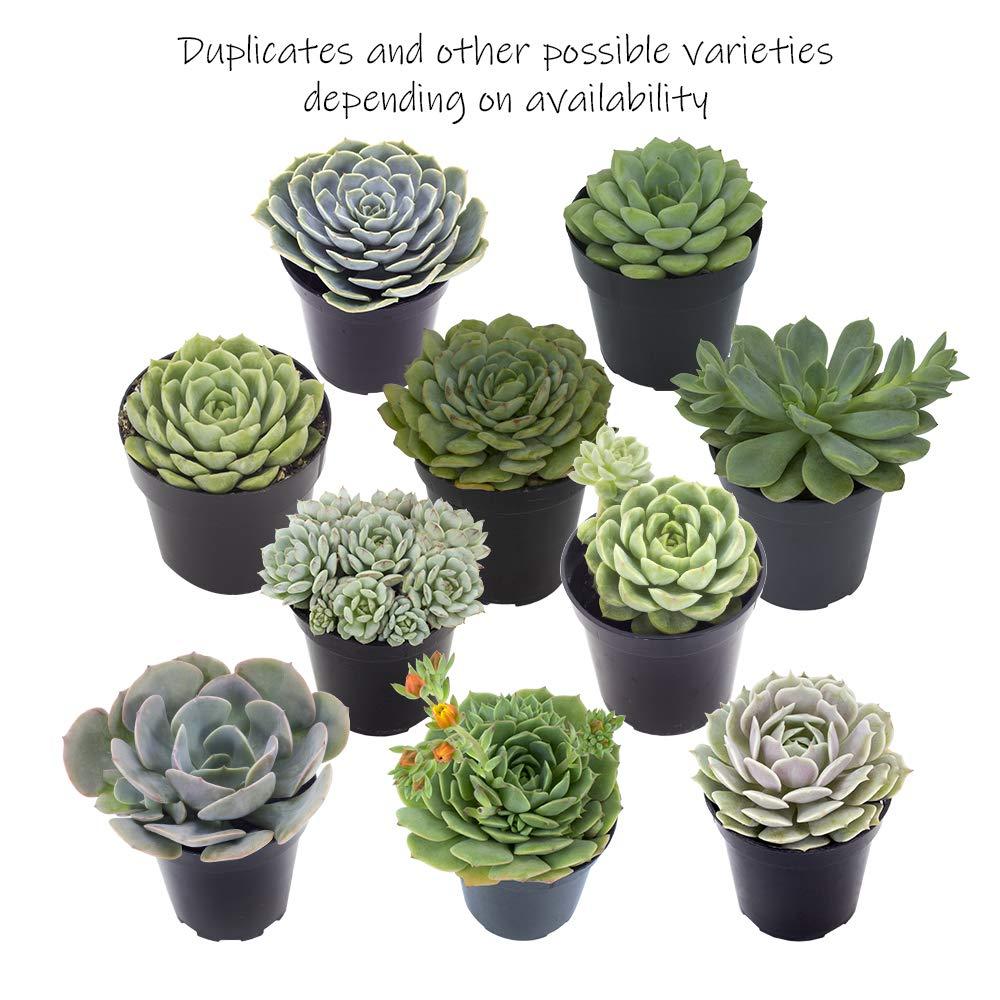 Altman Plants Live Succulent Plants 4-Pack, Echeveria Succulents Plants - Full Sun - 2.5-Inch Pots