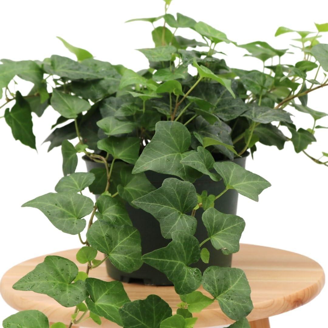 American Plant Exchange English Ivy Green, Live Plant, Medium Leaf, 6-Inch Pot, Vining Houseplant