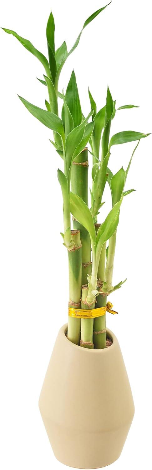 Beige Ceramic Potted 16'' Dracena Sanderiana Bamboo Plant