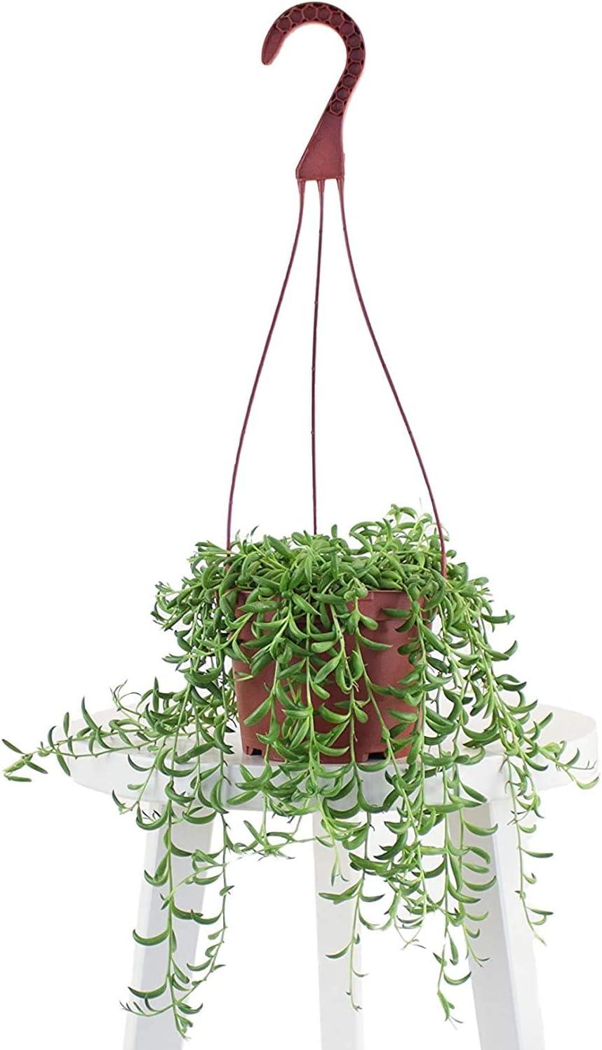 String of Bananas Hanging Succulent in 6" Grower Pot