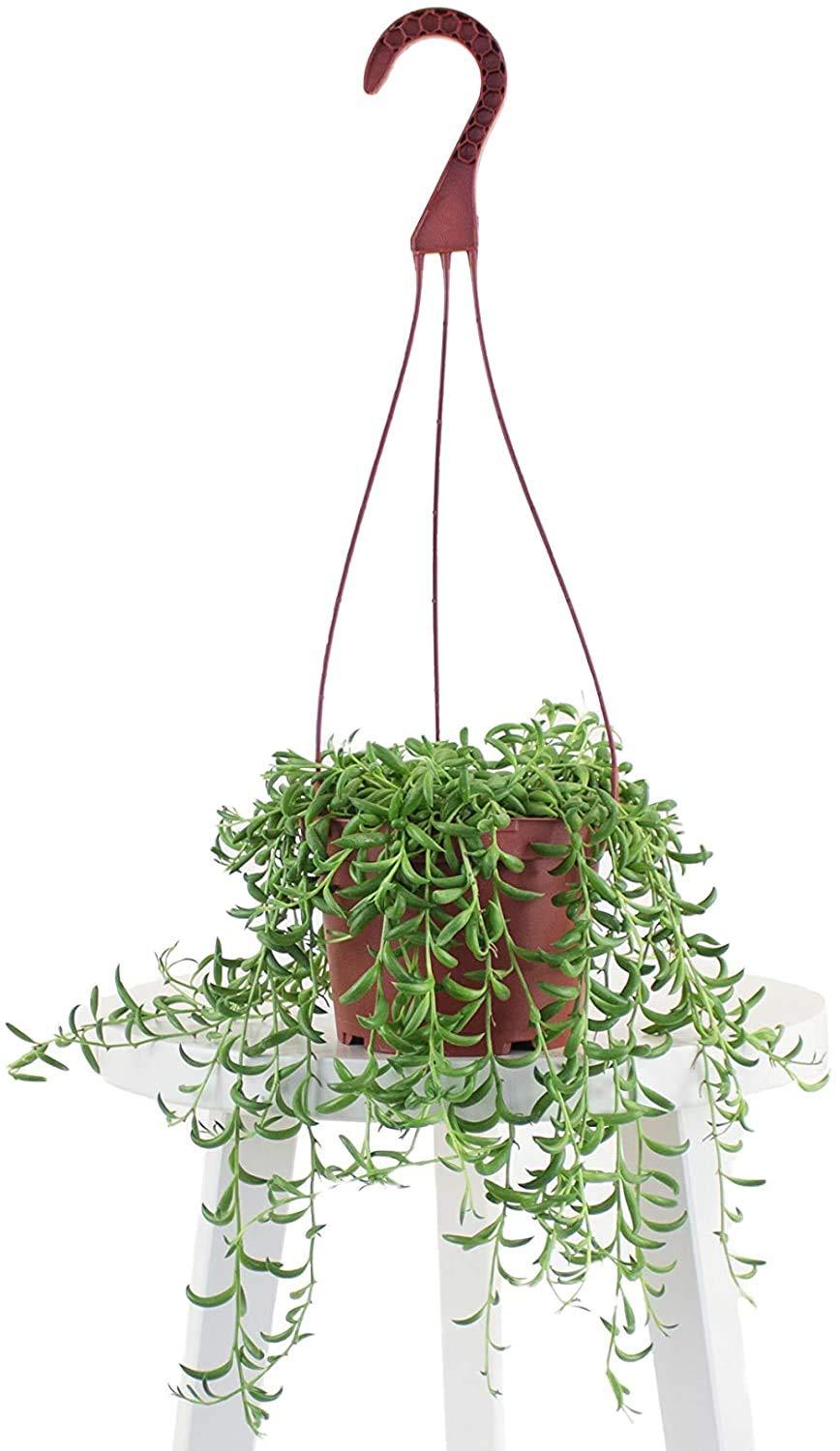 Home Botanicals Hanging String of Bananas Succulent in 6" Grow Pot with Hanger Included