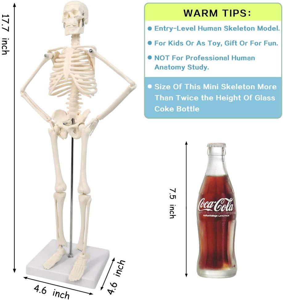 NEW HORIZON 17.7“ High Scientific Human Skeleton Model for Anatomy,Anatomy Human Body Model,with Movable Arms and Legs Bones Structures,Whole Spine and Ribs of The Skeleton Model are Integrated