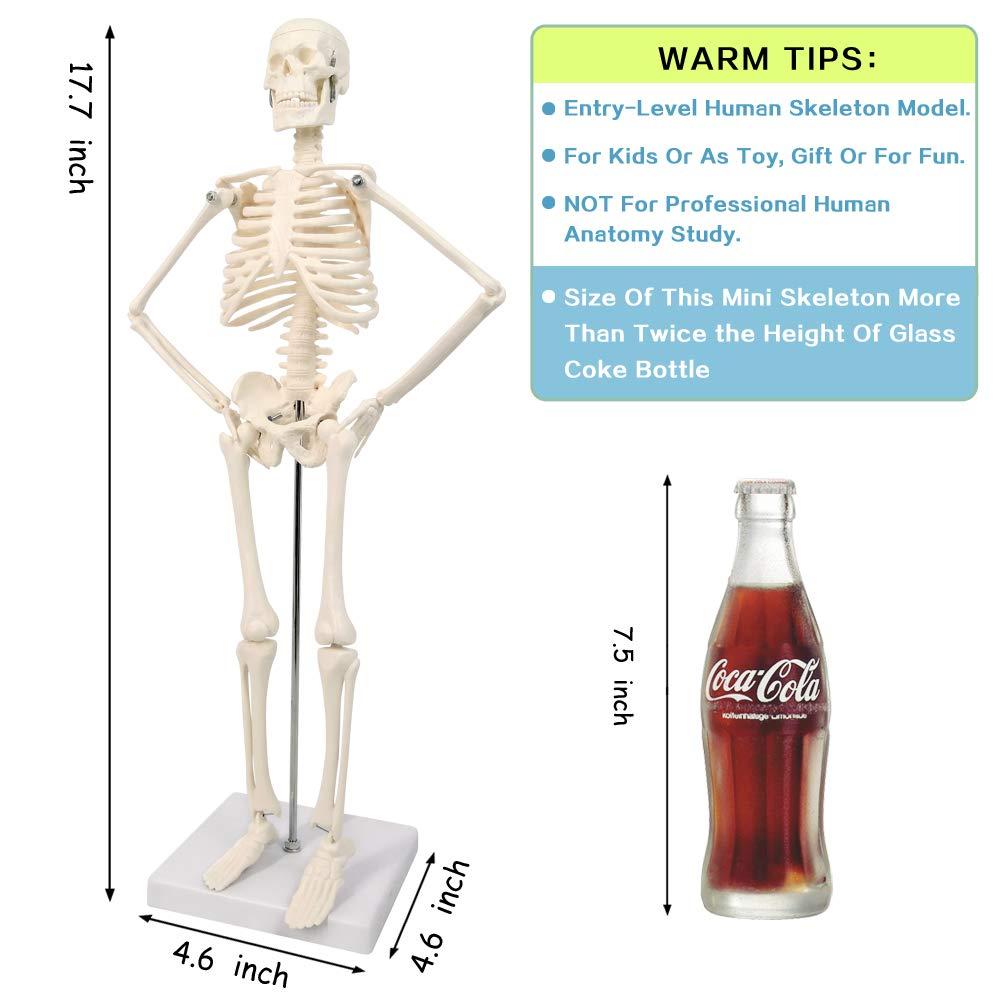 NEW HORIZON 17.7“ High Scientific Human Skeleton Model for Anatomy,Anatomy Human Body Model,with Movable Arms and Legs Bones Structures,Whole Spine and Ribs of The Skeleton Model are Integrated