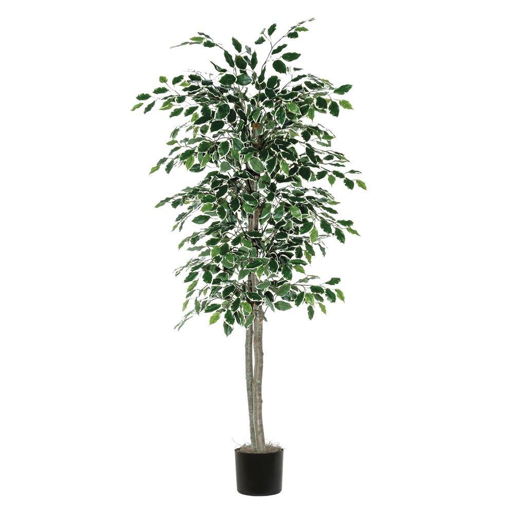 Vickerman 6' Artificial Variegated Ficus, Black Plastic Pot In a 7"Lx7"Wx6"H base.