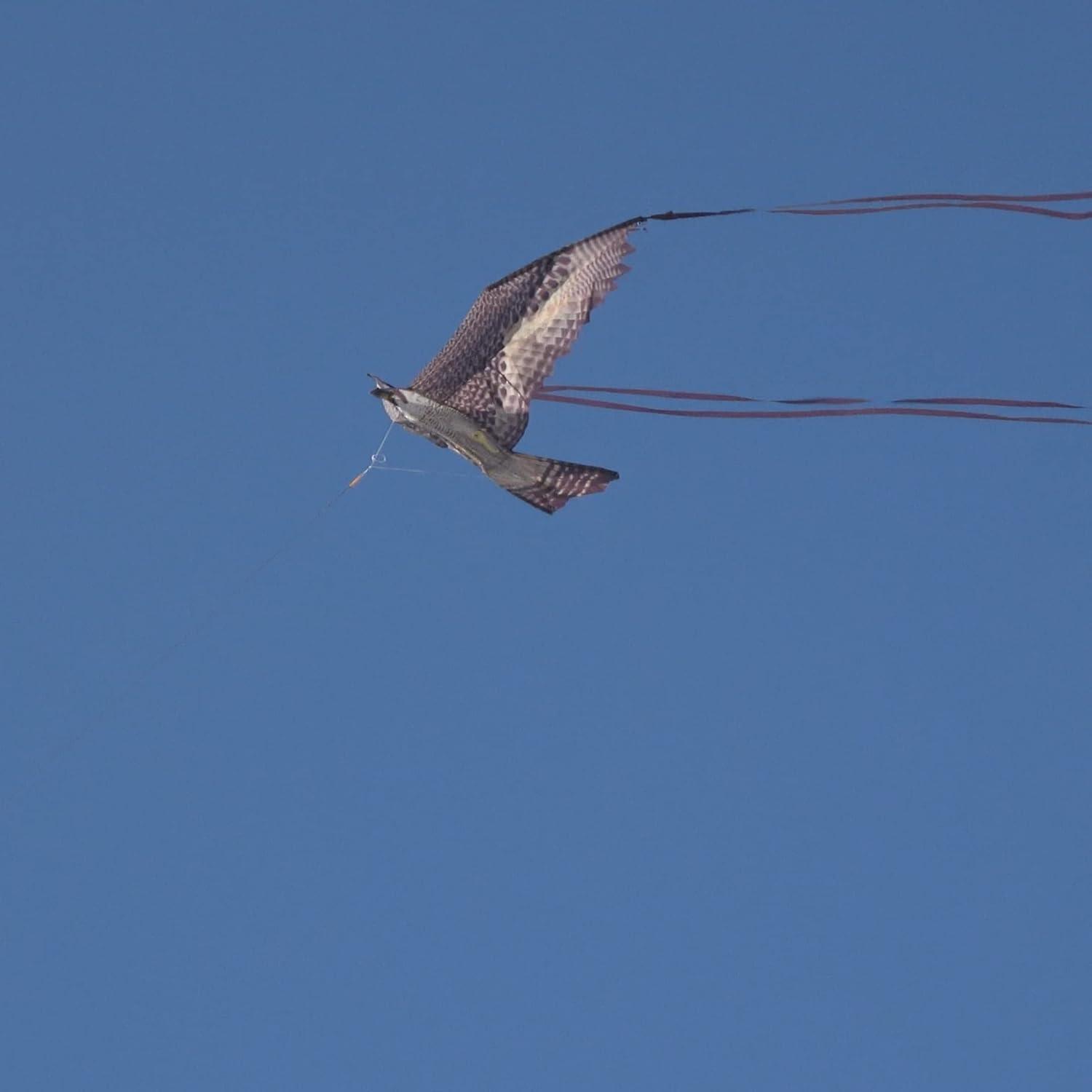 Brain Storm X Kites Birds of Prey Kite 48 Falcon