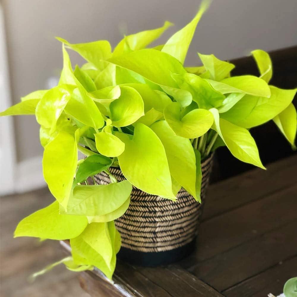 American Plant Exchange Neon Pothos, 6-Inch Pot, Bright Chartruse Foliage, Live Vining Houseplant