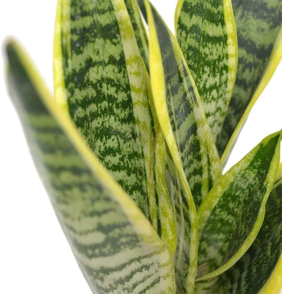 American Plant Exchange Sansevieria Laurentii, Live Snake Plant, 6-Inch Pot, Golden Edge Foliage, Easy Care, Low-Light Houseplant