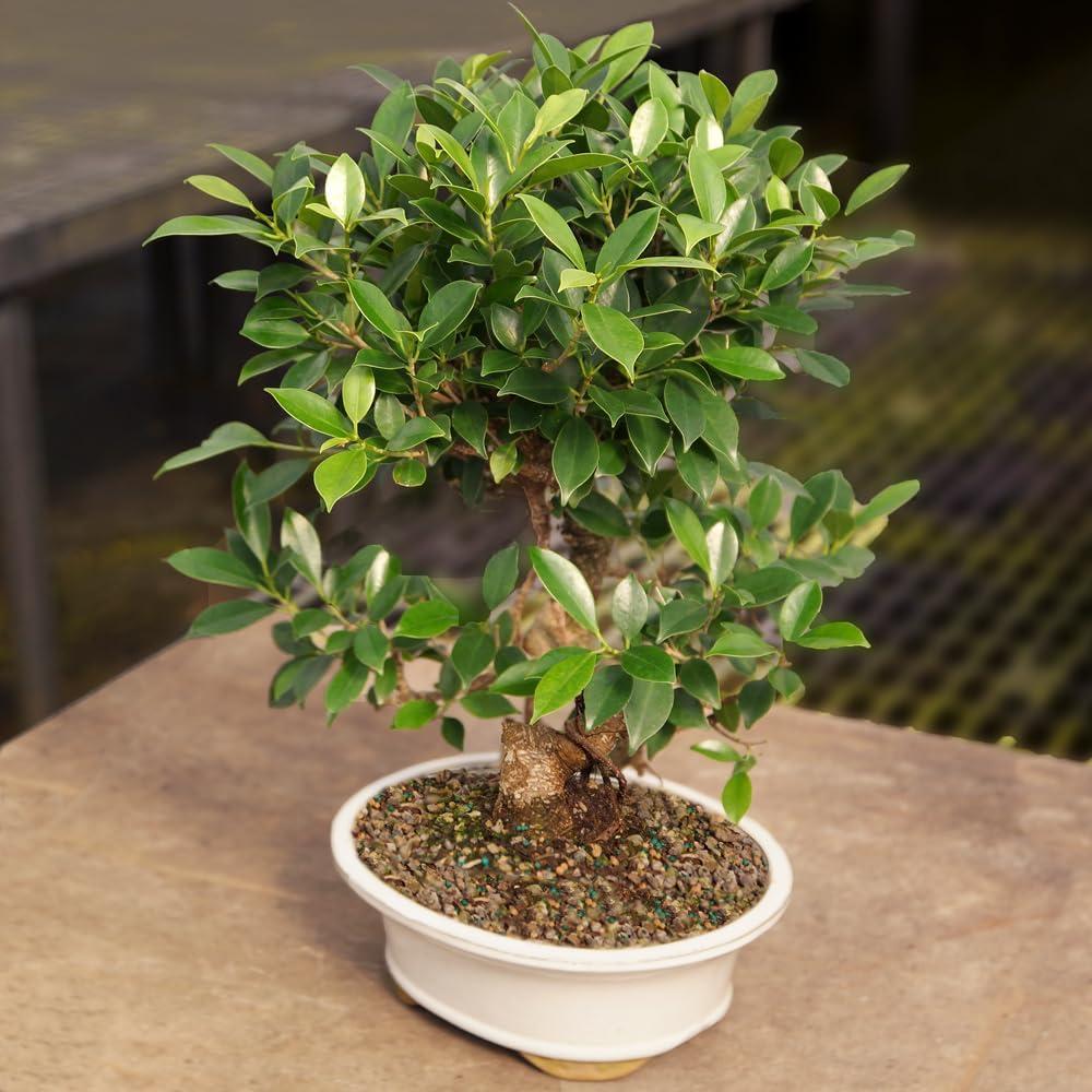 Golden Gate Ficus (Indoor)