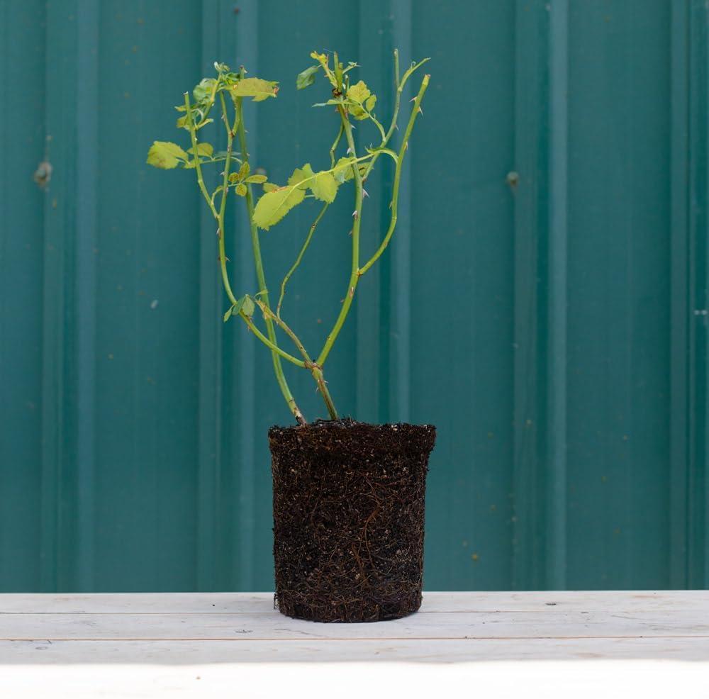 Heirloom Roses Climbing Rose Bush - The Don Juan Plant , Live Fragrant Plants For Outdoors , Red Own Root Bushes For Planting Outdoors