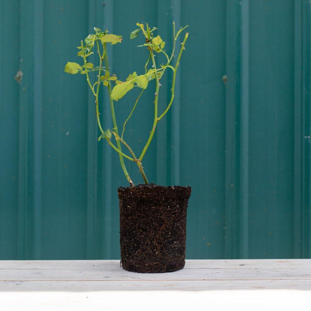 Carefree Wonder Pink Rose Bush for Outdoor Planting