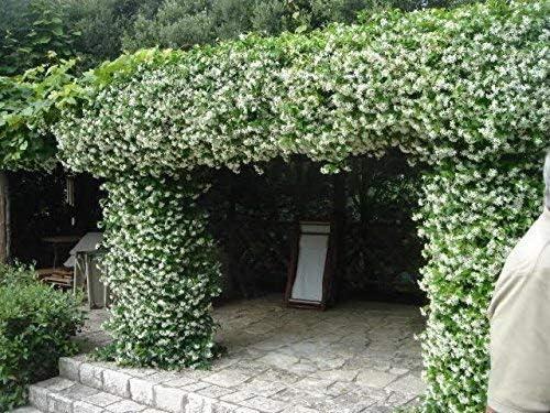 Star Confederate Jasmine | 3 Live Plants | Trachelospermum jasminoides | Flowering Vine Plants | Evergreen Ground Cover for Landscaping