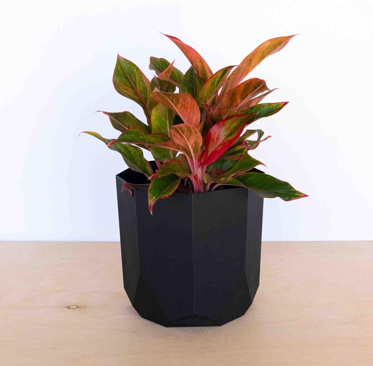 Bloem 10-in Tuxton Geometric Resin Planter - Black