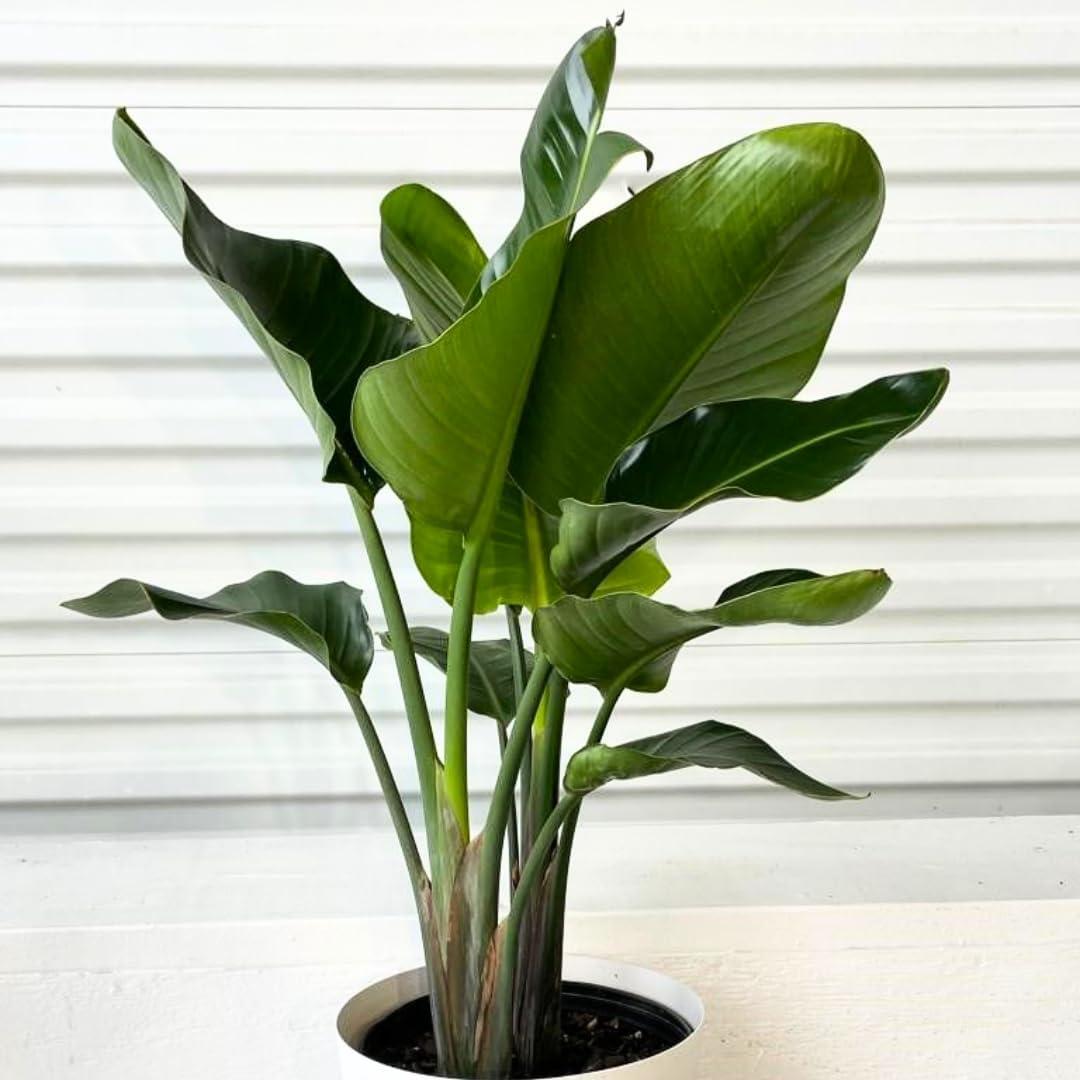 White Bird of Paradise Tropical Houseplant in Black Grower Pot