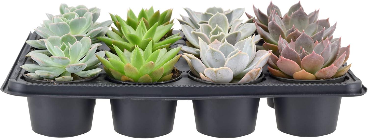 Assorted Echeveria Succulents in Black Pots, 12-Pack