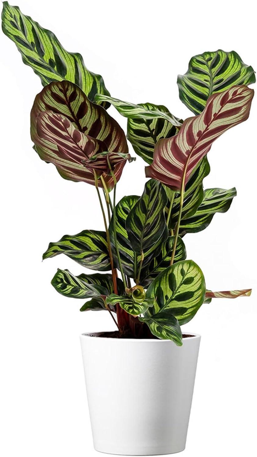 American Plant Exchange Makoyana Calathea Prayer Plant, Live Tropical Plant, 6-Inch Pot, Purple & Green Foliage Houseplant