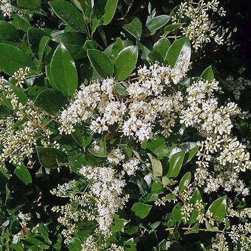 Expert Gardener 2.25 Gallon Ligustrum Recurvifolium Privet Live Shrub