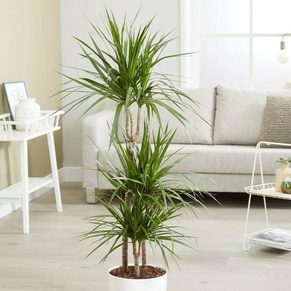 Extra Large Madagascar Dragon Tree in Black Pot