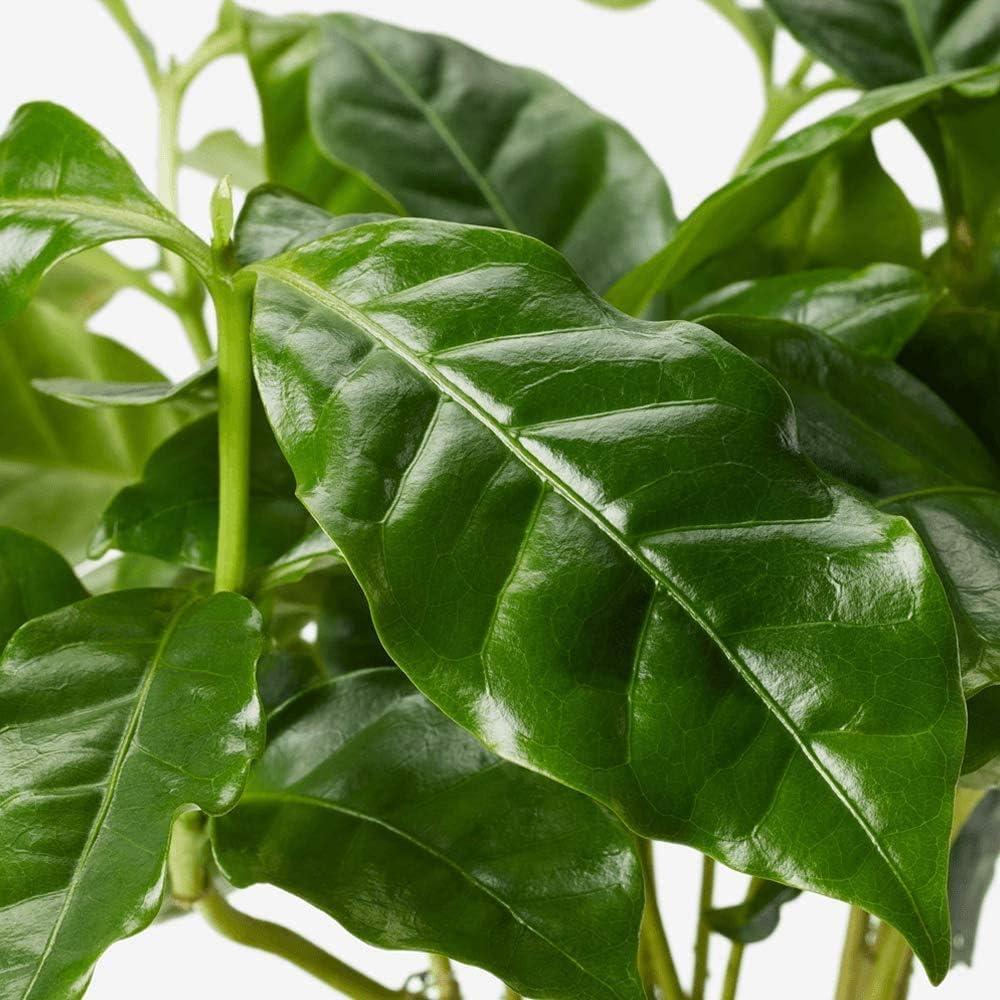 American Plant Exchange American Plant Exchange Arabica Coffee Plant, 6-Inch Pot, Live Fruiting Houseplant, Deep Green Foliage