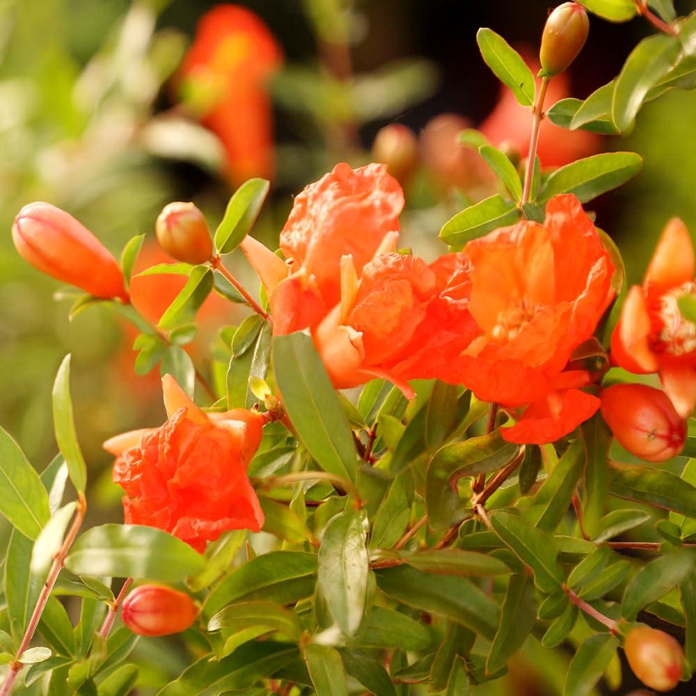 Brussel's Bonsai -in Orange Feature Dwarf Pomegranate In pot (with soil)