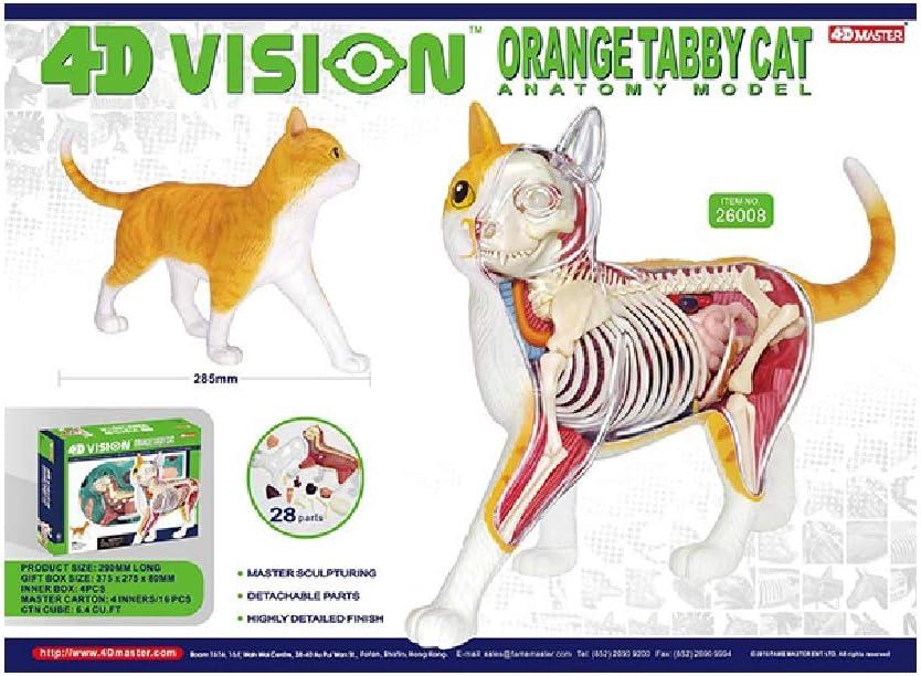 Multicolor 11.5" Cat Anatomy Model with Detachable Parts