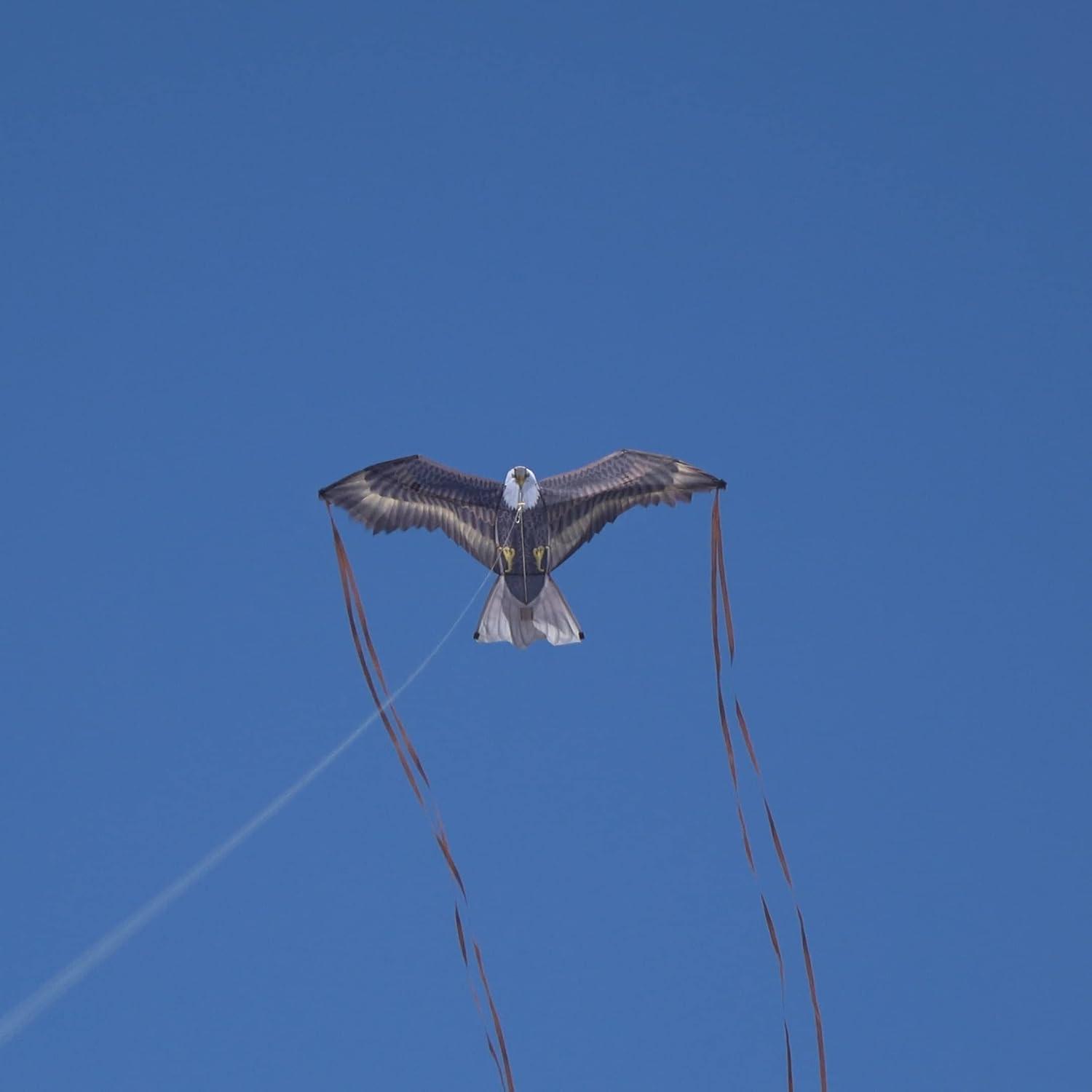 Brain Storm X Kites Birds of Prey Kite 48 Falcon