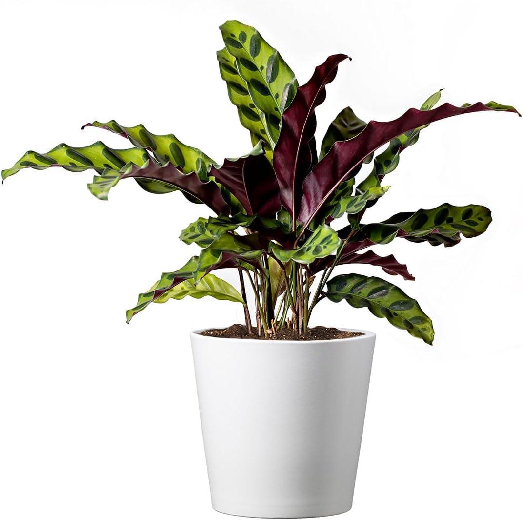 Calathea Rattlesnake Indoor Plant with White Pot