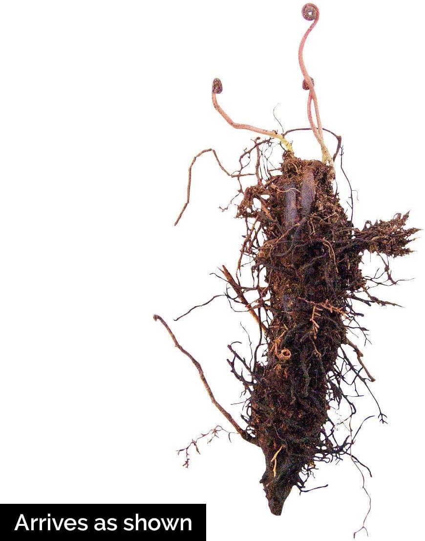 Tennessee Ostrich Fern Dormant Bare Root Starter Perennial Plant, 1-Pack
