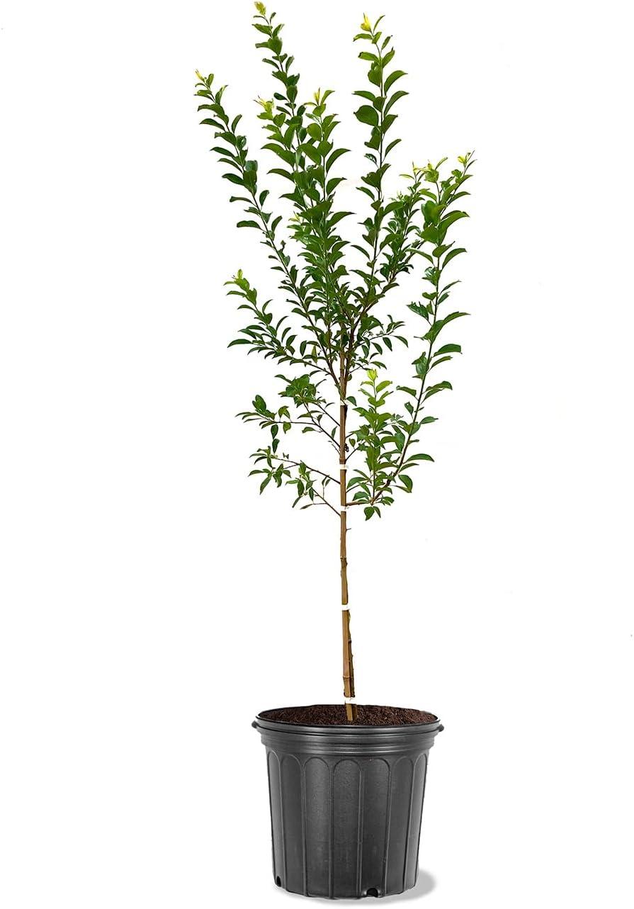 American Plant Exchange Live Fruit Trees Methley Plum Outdoor Landscape Tree,5-Gallon Pot