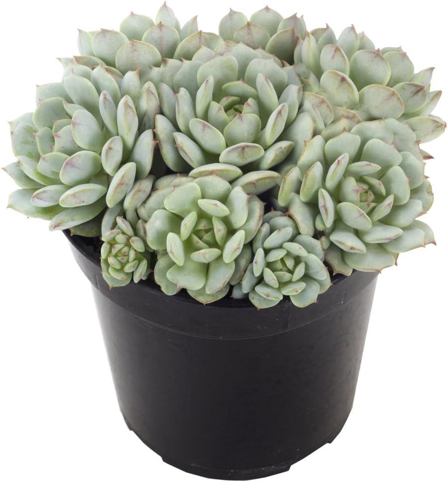 Altman Plants Live Succulent Plants 3-Pack, Echeveria Succulents Plants - Full Sun - 3.5-Inch Pots